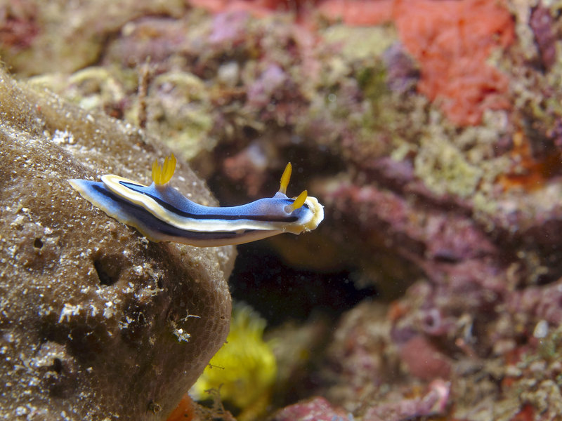 Nudibranch, St. Christopher Wreck